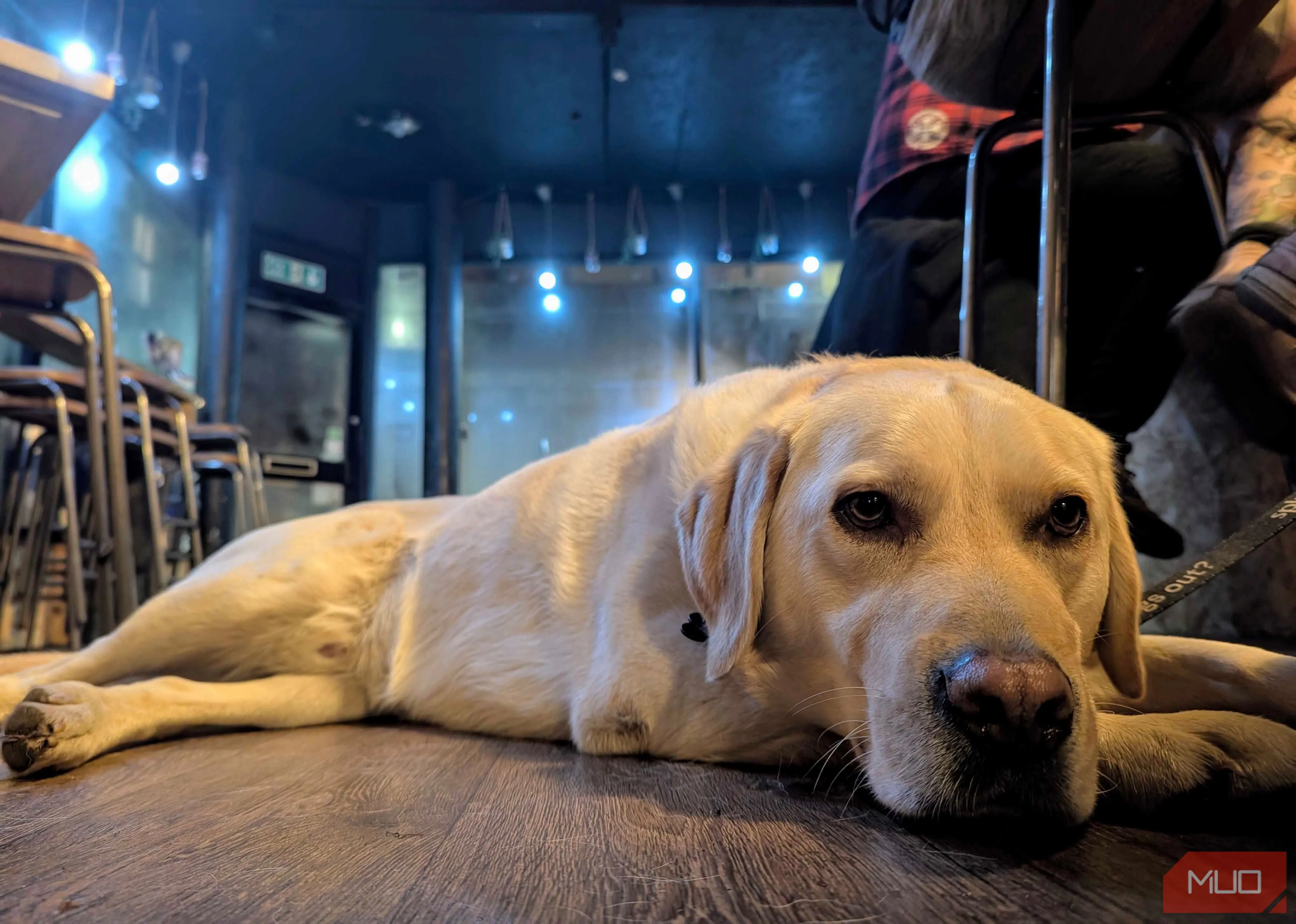 Chú chó labrador dễ thương chụp từ góc thấp, tạo cảm giác gần gũi và thân thiện