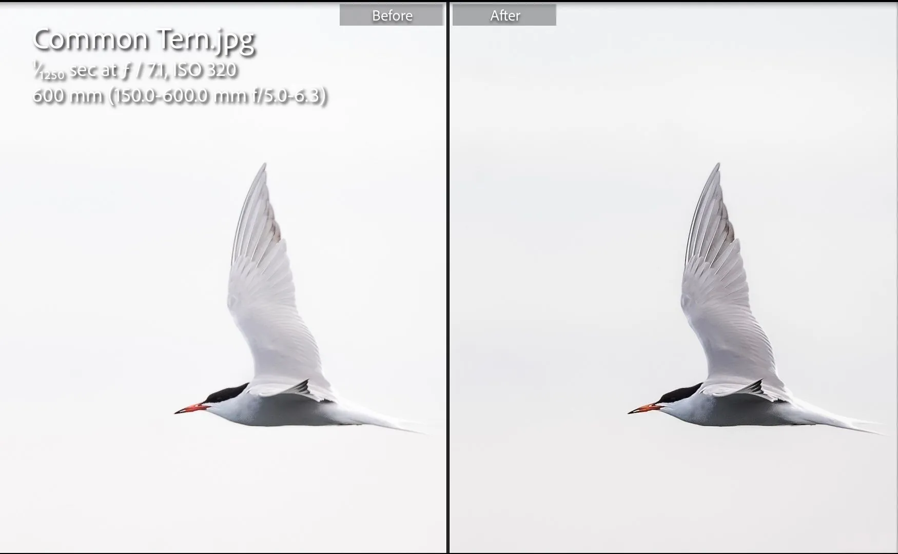 So sánh ảnh chim nhạn trước và sau khi chỉnh sửa theo gợi ý của ChatGPT trong Lightroom, cho thấy sự khác biệt về độ sắc nét và tông màu.