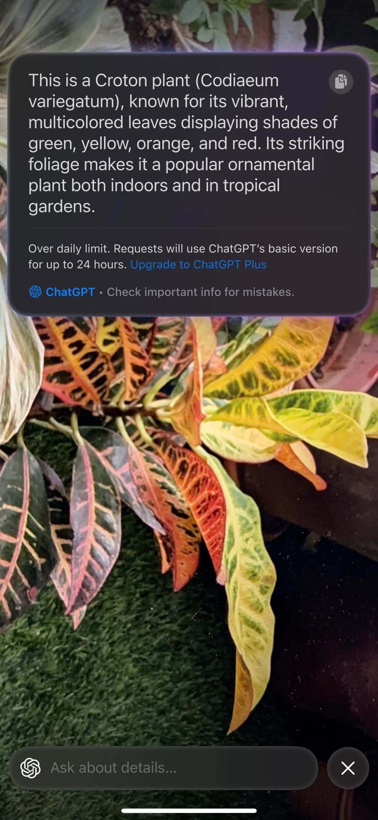 Visual Intelligence trên iPhone nhận diện một loại thực vật